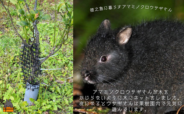 《徳之島町オリジナル！》アマミノクロウサギ共生たんかんジャム 160g　( ジャム アマミノクロウサギ ウサギ うさぎ 共生 自然保護 共に暮らす パン たんかん パッションフルーツ フルーツ 果物 島 濃厚 美味しい 徳之島 鹿児島 美農里館 世界自然遺産 武蔵野大学 )
