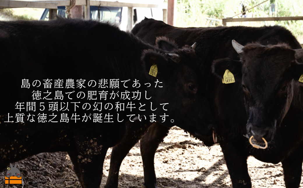 南原（はいばる）牧場 幻の徳之島牛 サーロインスライス 500g ( 厳選 ロース プレミアム 高品質 鹿児島黒毛和牛 黒毛和牛 牛肉 万能 料理 徳之島 奄美 鹿児島 すき焼き しゃぶしゃぶ 和牛ギャング )