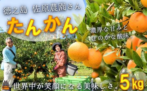 ≪今が旬！≫世界中が笑顔になるね！佐原農園さんのたんかん(5kg) ( タンカン 果物 フルーツ 柑橘 みかん 鹿児島 奄美 徳之島 美味しい 旬 果肉 )