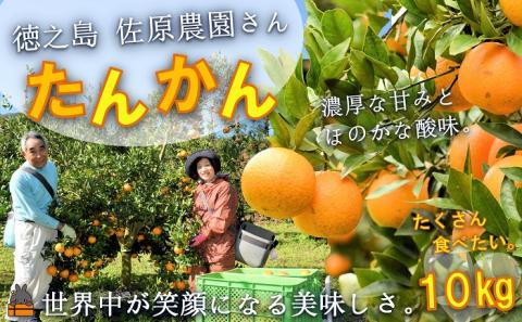 ≪今が旬！≫ 世界中が笑顔になるね！佐原農園さんのたんかん(10kg) ( タンカン 果物 フルーツ 柑橘 みかん 鹿児島 奄美 徳之島 美味しい 旬 果肉 )