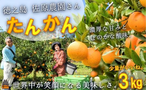 ≪今が旬！≫世界中が笑顔になるね！佐原農園さんのたんかん(3kg)  ( タンカン 果物 フルーツ 柑橘 みかん 鹿児島 奄美 徳之島 美味しい 旬 果肉 )