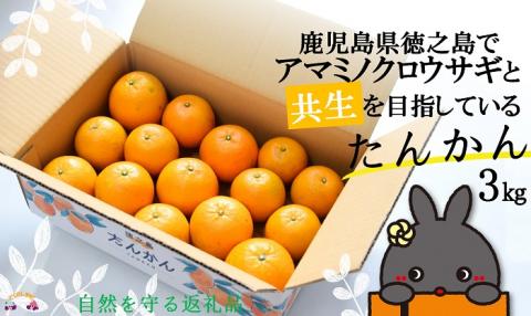《まもなく旬！》～アマミノクロウサギと共生を目指す農家さんの徳之島産たんかん3kg ( たんかん 柑橘 フルーツ 果物 徳之島 鹿児島 奄美 フレッシュ ビタミン 美味しい オススメ 人気 自然保護 )