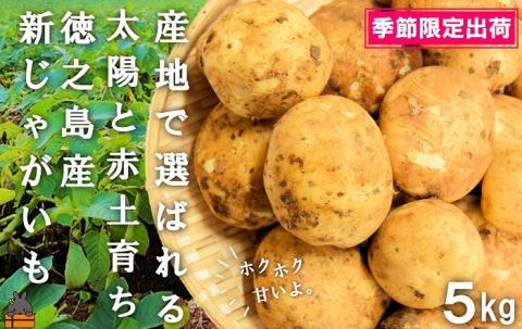 《2026年春お届け！》～これからは産地で選びたくなる～徳之島産新じゃがいも（5kg） ( バレイショ 野菜 旬 春 徳之島 奄美 鹿児島 肉じゃが カレー じゃがバター 美味しい オススメ )