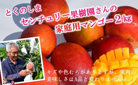《先行予約》【家庭用】徳之島センチュリー果樹園さんの完熟マンゴー2kg ( マンゴー フルーツ わけあり 訳あり 訳有 果物 完熟 無加温 徳之島 世界自然遺産 美味しい とろける 旬 贅沢 糖度 南の島 )