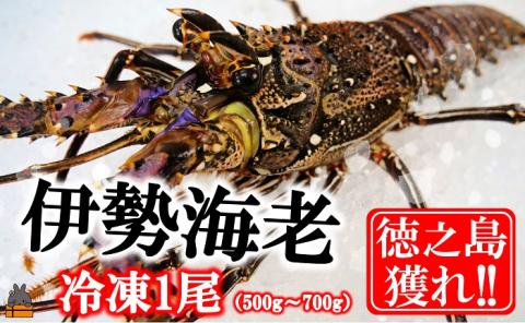 新鮮なまますぐ冷凍!!徳之島産冷凍伊勢海老1尾（500g～700g） （ 伊勢えび イセエビ 伊勢えび 伊勢エビ えび エビ 海老 鍋 ご馳走 海の幸 料理 焼き 人気 海産物 家族 正月 お祝い ）