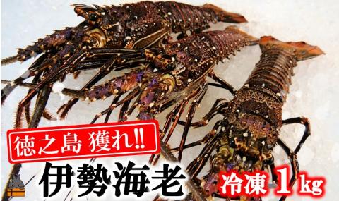 新鮮なまますぐ冷凍!!徳之島産冷凍伊勢海老1kg（2尾～4尾） （ 伊勢えび イセエビ 伊勢えび 伊勢エビ えび エビ 海老 鍋 ご馳走 海の幸 料理 焼き 人気 海産物 家族 正月 お祝い ）