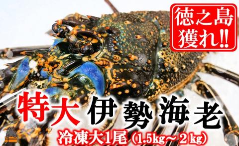 新鮮なまますぐ冷凍!!徳之島産冷凍“特大”伊勢海老1尾（1.5kg以上）（ 伊勢えび イセエビ 伊勢えび 伊勢エビ えび エビ 海老 鍋 ご馳走 海の幸 料理 焼き 人気 海産物 家族 正月 お祝い ）