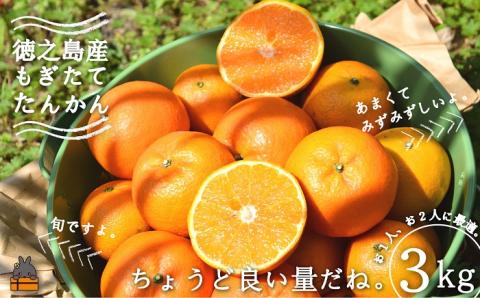 《2026年2月～3月配送！》島の農家さん直送便！徳之島産もぎたてたんかん（3キロ） ( タンカン フルーツ みかん 果物 柑橘 甘い 徳之島 奄美 鹿児島 もぎたて フレッシュ 世界自然遺産 フルーツアイランド 先行予約 )