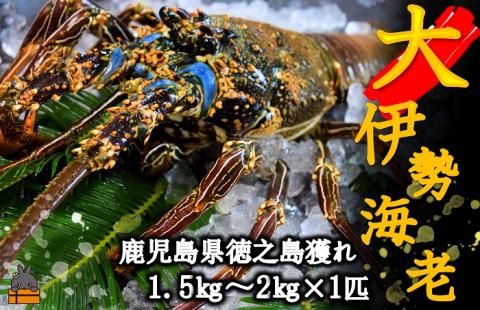 【地魚専門店 鮮魚 魚一さん直送】～徳之島獲れ！“大”伊勢海老（1匹） （ 伊勢えび イセエビ 伊勢えび 伊勢エビ えび エビ 海老 鍋 ご馳走 海の幸 料理 焼き 人気 海産物 家族 正月 お祝い ）