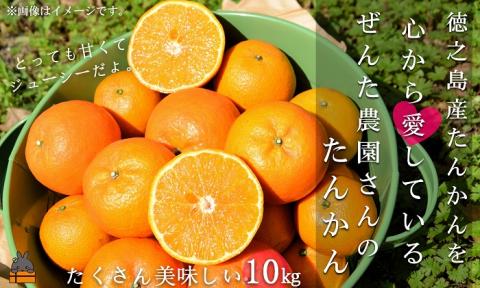 《今が旬！》徳之島産たんかんを心から愛している。ぜんた農園さんのたんかん（10kg） ( タンカン フルーツ みかん 果物 善田 柑橘 徳之島 奄美 鹿児島 世界自然遺産 先行予約 )