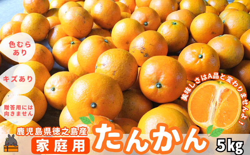 《先行予約》（家庭用）見た目は△！でも味は◎！徳之島産“もぎたて”たんかん（5kg） （ 訳あり 訳有 わけあり ワケ有 タンカン フルーツ みかん 果物 柑橘 甘い 徳之島 奄美 鹿児島 もぎたて フレッシュ 世界自然遺産 フルーツアイランド 先行予約）