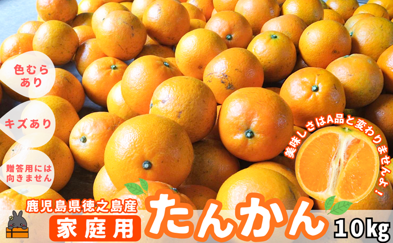 《先行予約》（家庭用）見た目は△！でも味は◎！徳之島産“もぎたて”たんかん（10kg） （ 訳あり 訳有 わけあり ワケ有 タンカン フルーツ みかん 果物 柑橘 甘い 徳之島 奄美 鹿児島 もぎたて フレッシュ 世界自然遺産 フルーツアイランド 先行予約）