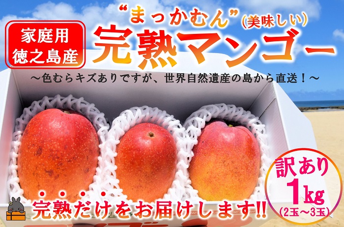 ≪今が旬！≫訳あり！【家庭用】徳之島産完熟マンゴー1kg（2～3玉）( マンゴー フルーツ わけあり 訳あり 訳有 果物 完熟 無加温 徳之島 世界自然遺産 美味しい とろける 旬 贅沢 糖度 南の島 )