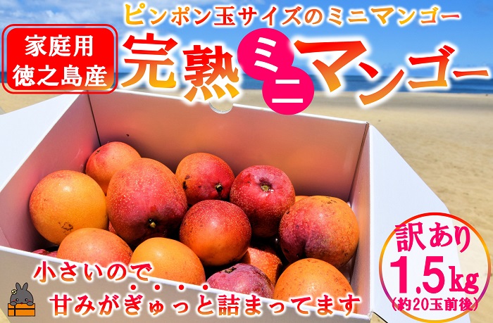 ≪今が旬！≫訳あり！ピンポン玉サイズの【家庭用】徳之島産完熟ミニマンゴー1.5kg（約20玉）( ミニマンゴー マンゴー フルーツ わけあり 訳あり 訳有 果物 完熟 無加温 徳之島 世界自然遺産 美味しい とろける 旬 贅沢 糖度 南の島 )