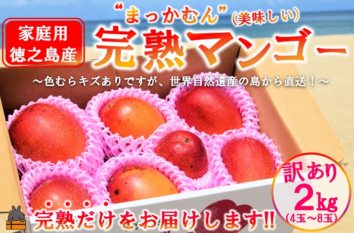 ≪今が旬！≫訳あり！【家庭用】徳之島産完熟マンゴー2kg（4～8玉）( マンゴー フルーツ わけあり 訳あり 訳有 果物 完熟 無加温 徳之島 世界自然遺産 美味しい とろける 旬 贅沢 糖度 南の島 )
