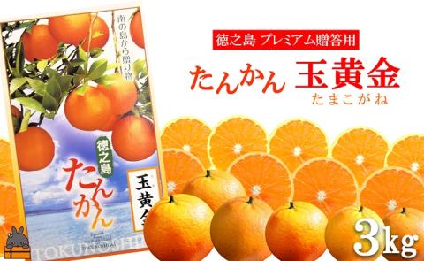 ≪先行予約≫[贈答用]てぃだ(太陽)を浴びて育った徳之島産たんかん玉黄金3キロ ( 果物 フルーツ 柑橘 みかん 贈答 ブランド 世界自然遺産 徳之島 美味しい 旬 化粧箱 )