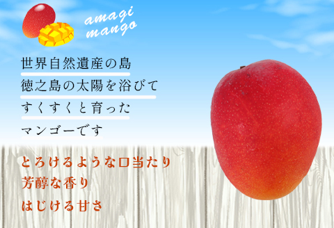 【2026年発送】【先行受付】徳之島 天城町産 完全無加温 完熟 マンゴー 家庭用 1kg