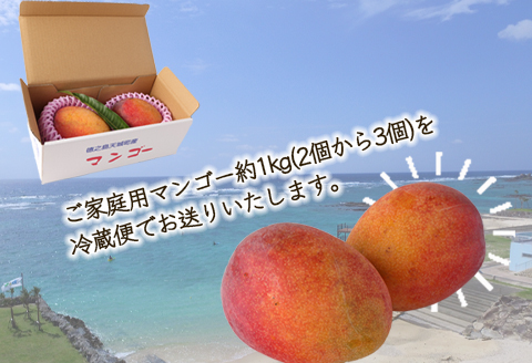 【2026年発送】【先行受付】【ご家庭用】徳之島 天城町産 島マンゴー園 完熟マンゴー 1kg マンゴー フルーツ BA-3-N