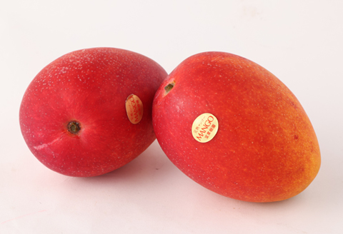 【2026年発送】【先行受付】徳之島 天城町産 宝果樹園 完熟マンゴー A品 1kg 贈答用 マンゴー AT-19-N