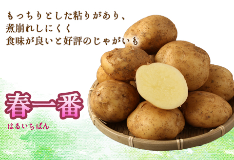 【先行受付】徳之島 天城町産 赤土ばれいしょ 新じゃが 春一番 5kg L～2L 混合サイズ ジャガイモ じゃがいも バレイショ
