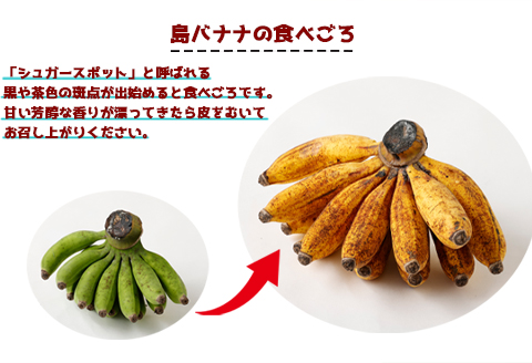 【鹿児島県天城町】【2026年発送】徳之島 子宝バナナ 1.5kg 島バナナ バナナ AL-6-N