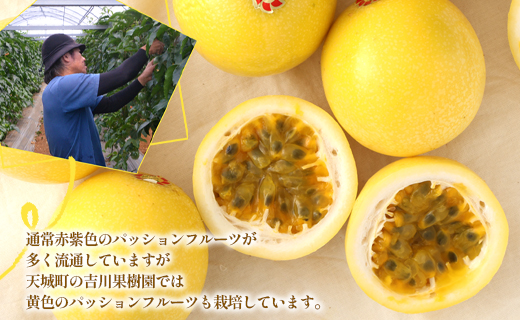 【2026年発送】先行受付 徳之島 天城町産 【贈答用】イエローパッションフルーツ 約1kg 吉川果樹園  パッションフルーツ イエロー フルーツ 果物 AB-35-N