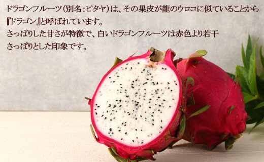 【2026年発送分】ご家庭用 徳之島 天城町産ドラゴンフルーツ 白色 約2kg ピタヤ AJ-35