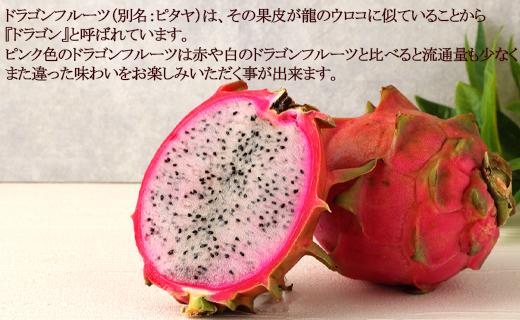 【2026年発送分】鹿児島県 徳之島 天城町産 ピンク ドラゴンフルーツ 約2kg トロピカルフルーツ ピタヤ AJ-5-N