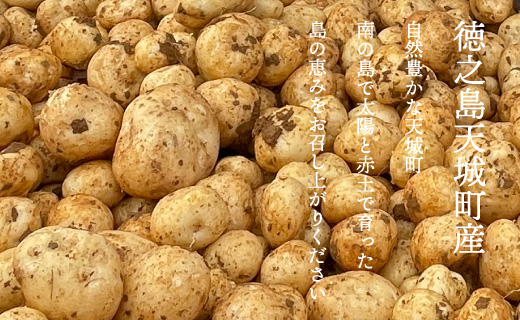 【新じゃが】徳之島 天城町産 赤土じゃがいも 10kg M～2L 混合サイズ 南部ガーデン ジャガイモ ばれいしょ バレイショ CB-6
