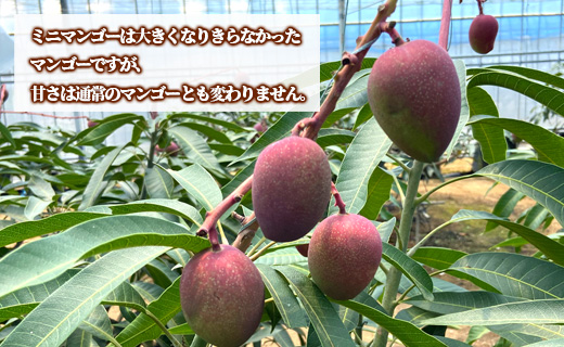 【数量限定】【ご家庭用】徳之島 天城町産 ミニマンゴー 1.5kg マンゴー フルーツ P-21