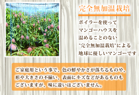 【2026年発送】【先行受付】徳之島 天城町産 完全無加温 完熟 マンゴー 家庭用 1kg