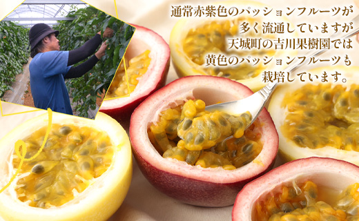 【2026年発送】先行受付 徳之島 天城町産 【贈答用】パッションフルーツ 約1kg（赤黄混合） 吉川果樹園 パッションフルーツ フルーツ 果物 赤 黄 AB-34-N