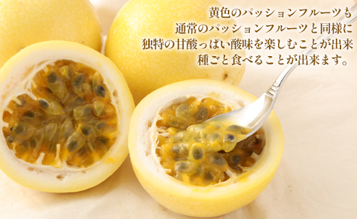 【2026年発送】先行受付 徳之島 天城町産 【贈答用】イエローパッションフルーツ 約1kg 吉川果樹園  パッションフルーツ イエロー フルーツ 果物 AB-35-N