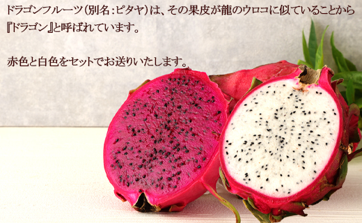 【2026年発送分】徳之島 天城町産 ドラゴンフルーツ 赤白混合 約2kg 家庭用 トロピカルフルーツ フルーツ 果物 果実 ピタヤ