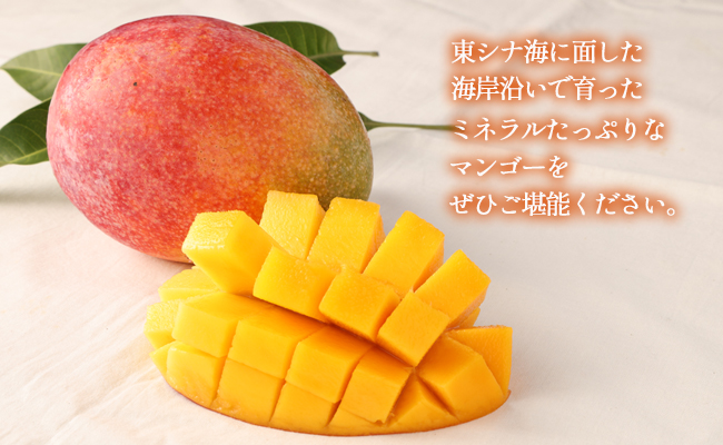 【2026年発送】【先行受付】徳之島 天城町【贈答用】島マンゴー園の完熟マンゴー Ａ品 2kg マンゴー フルーツ BA-2