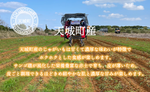 【新じゃが】徳之島 天城町産 赤土じゃがいも 10kg M～2L 混合サイズ 南部ガーデン ジャガイモ ばれいしょ バレイショ CB-6