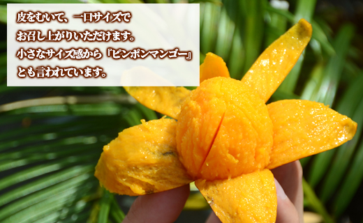 【数量限定】【ご家庭用】徳之島 天城町産 ミニマンゴー 1.5kg マンゴー フルーツ P-21