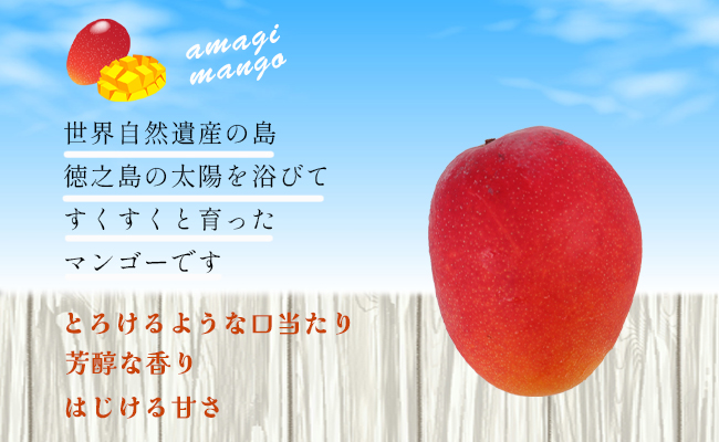 【2026年発送】【先行受付】徳之島 天城町産 完全無加温 完熟 マンゴー Ａ品 1kg 贈答