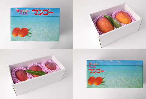 【2026年発送】【先行受付】徳之島 天城町【贈答用】島マンゴー園 完熟マンゴー Ａ品 1kg マンゴー フルーツ BA-1-N