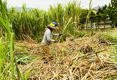 【数量限定】【期間限定】徳之島 天城町産 平山製糖 純黒糖 新糖 1kg 200g×5袋 黒糖 黒砂糖