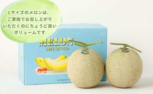 徳之島 天城町 吉川果樹園 アールスメロン Lサイズ 2玉 メロン マスクメロン