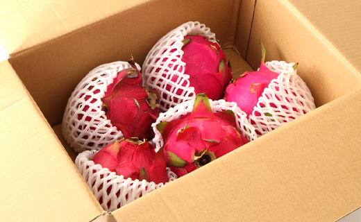 【2026年発送分】ご家庭用 徳之島 天城町産ドラゴンフルーツ 赤色 約2kg ピタヤ AJ-4-N