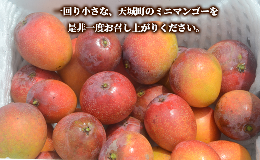 【数量限定】【ご家庭用】徳之島 天城町産 ミニマンゴー 1.5kg マンゴー フルーツ P-21