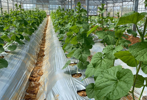 徳之島 天城町 吉川果樹園 アールスメロン Lサイズ 2玉 メロン マスクメロン