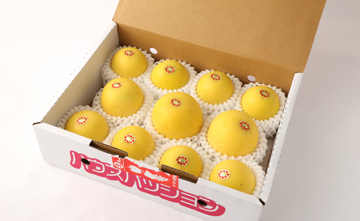 【2026年発送】先行受付 徳之島 天城町産 【贈答用】イエローパッションフルーツ 約1kg 吉川果樹園  パッションフルーツ イエロー フルーツ 果物 AB-35-N