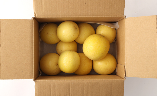 【2026年発送】先行受付 徳之島 天城町産 【家庭用】 イエローパッションフルーツ 約2kg（サイズ混合） 吉川果樹園  パッションフルーツ 混合サイズ イエロー フルーツ 果物 AB-37-N