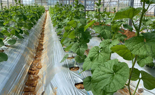 徳之島 天城町 吉川果樹園 アールスメロン 3Lサイズ 2玉 メロン マスクメロン