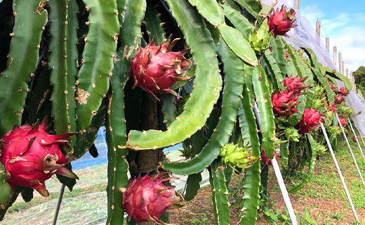 【2026年発送分】ご家庭用 徳之島 天城町産ドラゴンフルーツ 白色 約2kg ピタヤ AJ-35