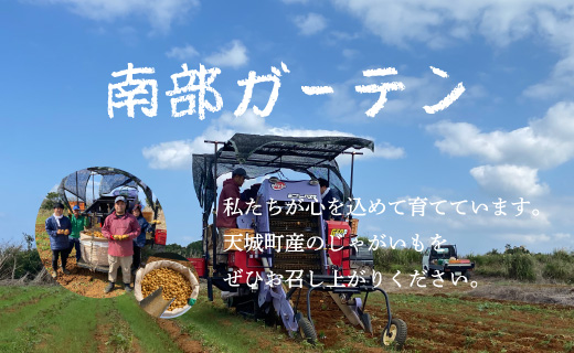 【新じゃが】徳之島 天城町産 赤土じゃがいも 5kg M～2L 混合サイズ 南部ガーデン ジャガイモ ばれいしょ バレイショ CB-5
