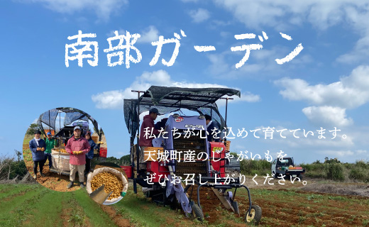 【新じゃが】徳之島 天城町産 赤土じゃがいも 10kg M～2L 混合サイズ 南部ガーデン ジャガイモ ばれいしょ バレイショ CB-6